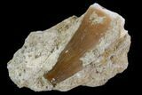 Mosasaur (Prognathodon) Tooth In Rock #96145-1